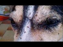 Flea Anemia – Alert your clients if badly infested with fleas