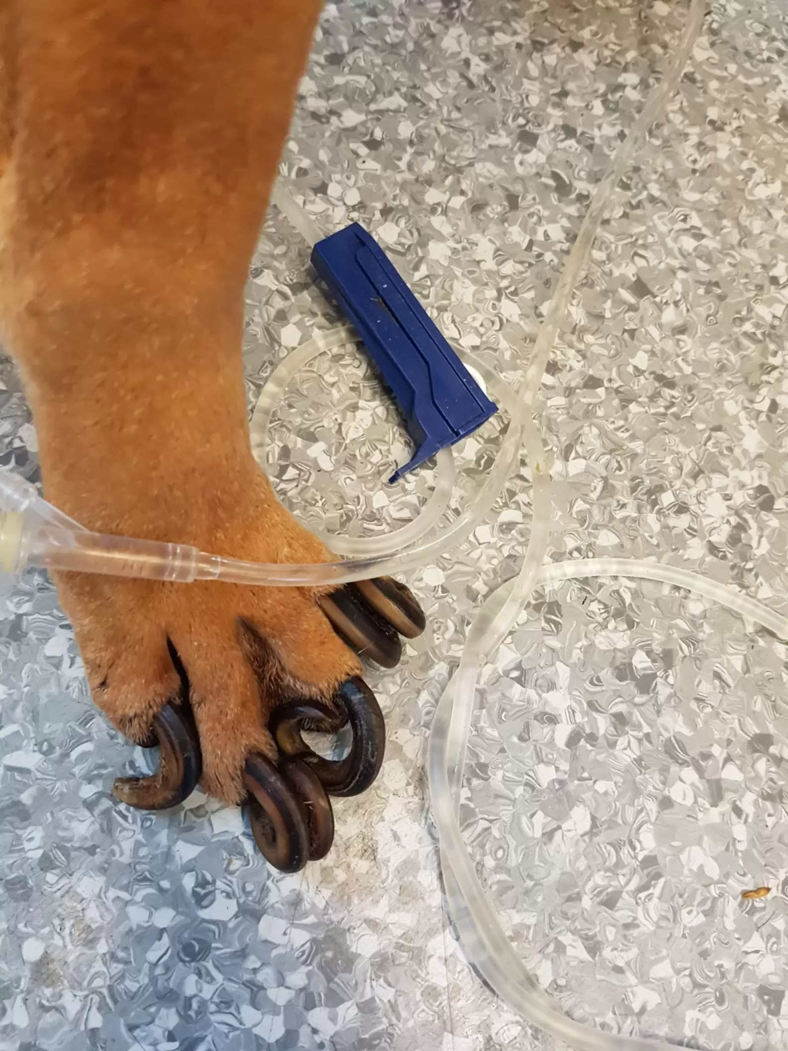 There is more to nail trims than just avoiding the quick