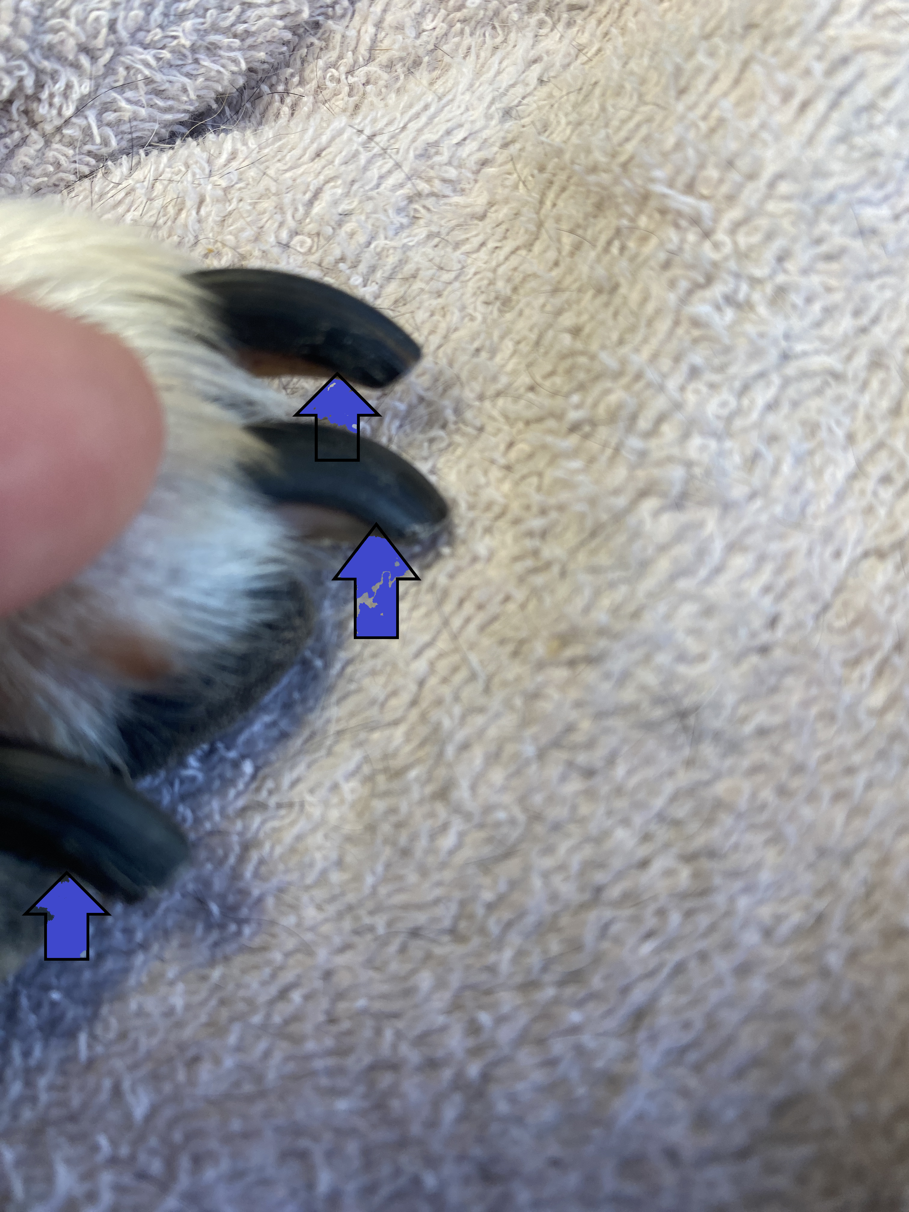 Title: Mastering Dog Nail Trimming: Beyond the Basics (Especially Black Nails)