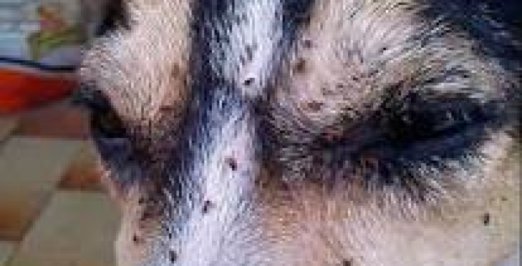 Flea Anemia – Alert your clients if badly infested with fleas